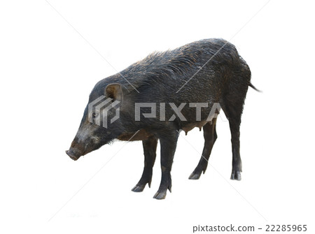 wild boar isolated wild boar isolated 22285965