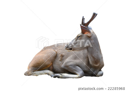 sambar deer ( cervus unicolor ) 22285968