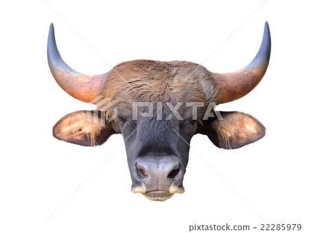 gaur head isolated 22285979