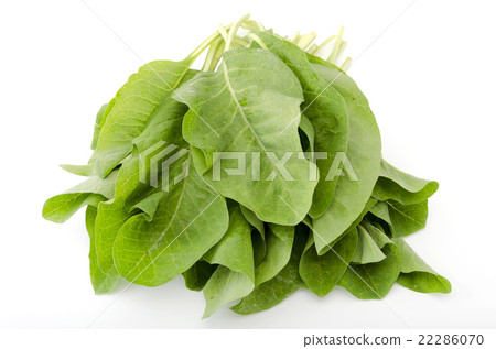 Nikana (Nanaa) 22286070