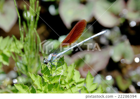 Japanese black strawberry 22286394