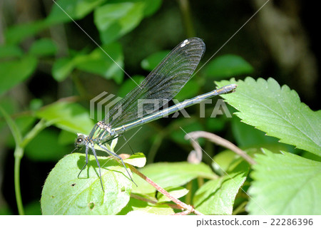 The female of Japanese monoterpenetron 22286396