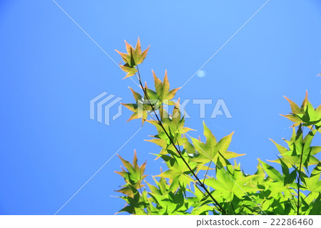 Spring image 22286460