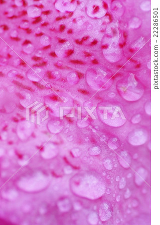 Petals and waterdrops of Western flowers 22286501