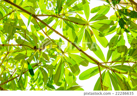 Green tree Green tree 22286635