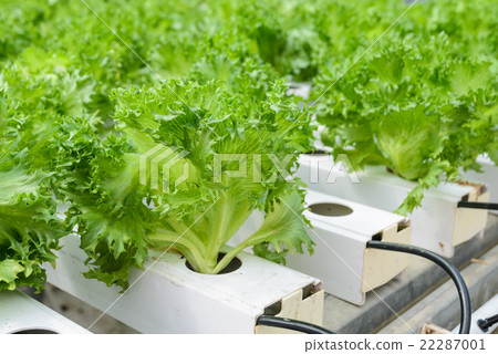 Fillie Iceburg leaf lettuce vegetables plantation Fillie Iceburg leaf lettuce vegetables plantation 22287001
