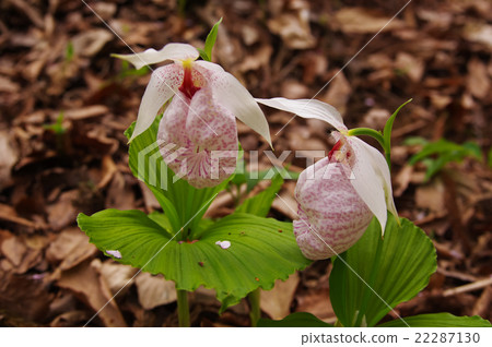 扇脈杓蘭 22287130