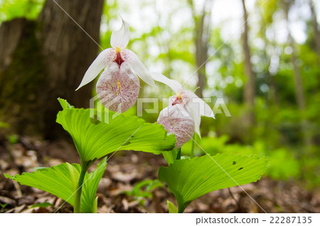 扇脈杓蘭 22287135