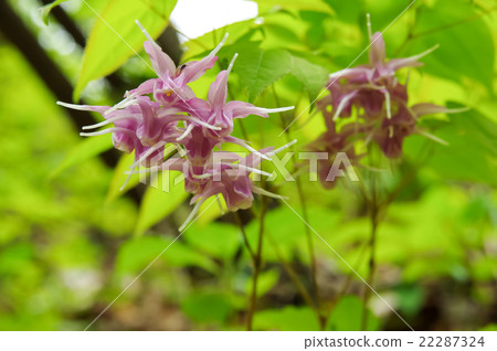 Freshwater leek Freshwater leek 22287324