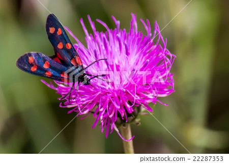 a moth six-spot burnet on a purple flower 22287353
