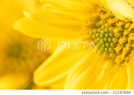 菊花,花,特寫鏡頭,宏指令。 菊花,花,特寫鏡頭,宏指令。 22287694