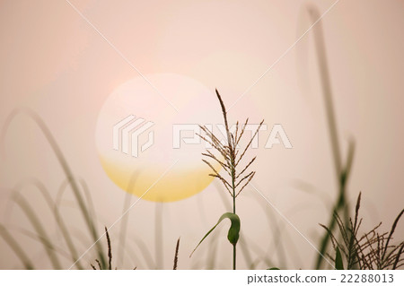 Corn flower in morning light Corn flower in morning light 22288013