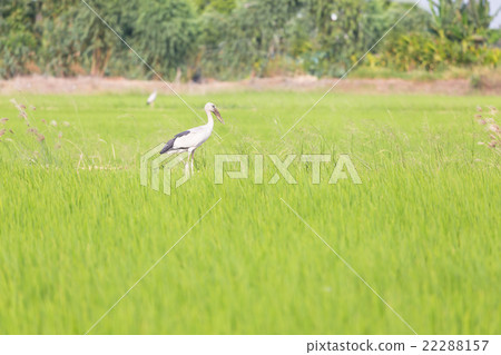 Asian Openbill standing in the rice field 22288157
