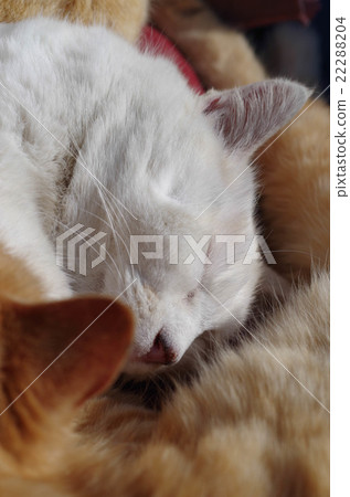 Cat Cat 22288204