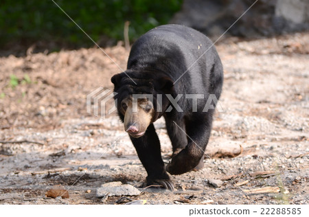 malayan sunbear 22288585