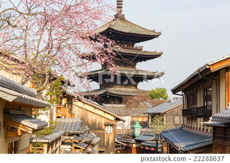 Tower of Yasaka and bird's cherry blossoms Tower of Yasaka and bird's cherry blossoms 22288637