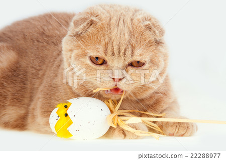 Сat sleeping on easter egg with toy chicken Сat sleeping on easter egg with toy chicken 22288977