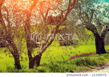 Olive trees in sunny day, Tuskany, Italy 22288978