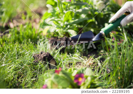 Holding shovel with soil 22289195