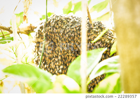 Bees and honey Bees and honey 22289357
