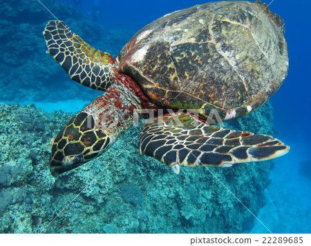 海龜Timeri海龜烏龜沖繩Kerama海島國家公園東海水下的烏龜潛水 22289685