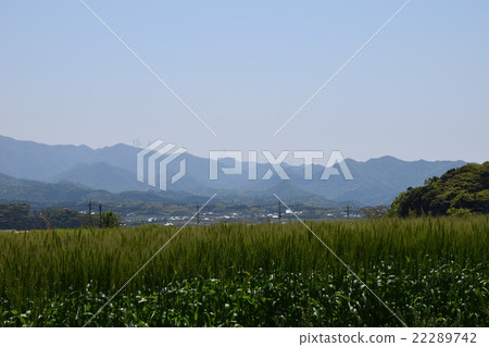 Blue wheat Blue wheat 22289742