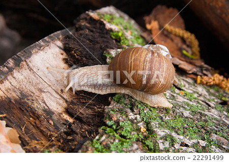Helix pomatia, common names the Burgundy snail Helix pomatia, common names the Burgundy snail 22291499