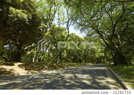 Cyclin Road 22291710