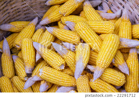 Ripe dried corn cobs,corn seeds make it dry. Ripe dried corn cobs,corn seeds make it dry. 22291712