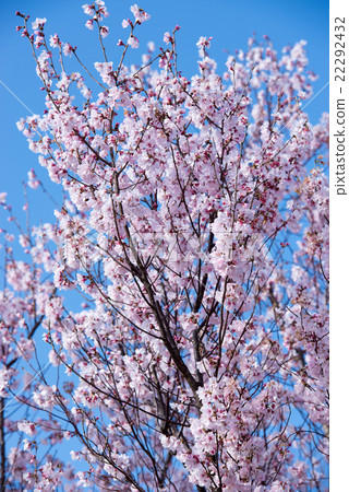 Cherry Blossoms	 22292432