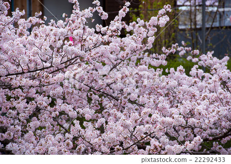 Cherry Blossoms	 22292433