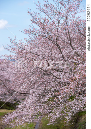 Cherry Blossoms	 22292434