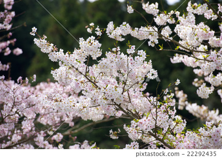 Cherry Blossoms	 22292435