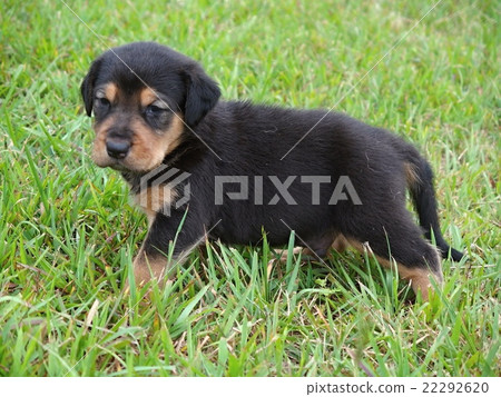 New Zealand Hunter way puppy 22292620