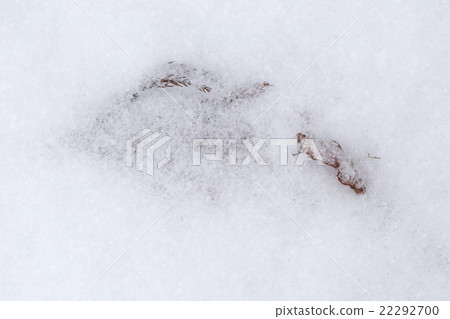 Snowfall and fallen leaves 22292700