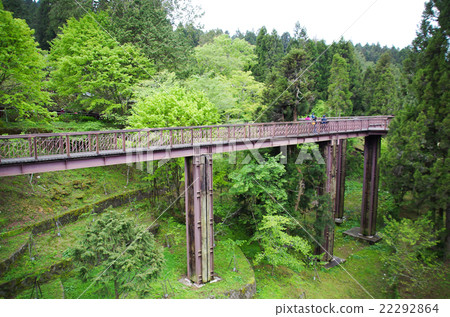 Alishan big tree group sand trail Alishan big tree group sand trail 22292864