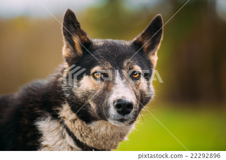 Portrait Of Medium Size Mixed Breed Dog 22292896