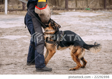 German Shepherd Dog Training. Alsatian Wolf Dog. 22292898