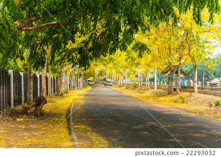 Cassia fistula flower and the road in countryside 22293032