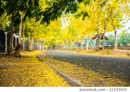 Cassia fistula flower and the road in countryside 22293033