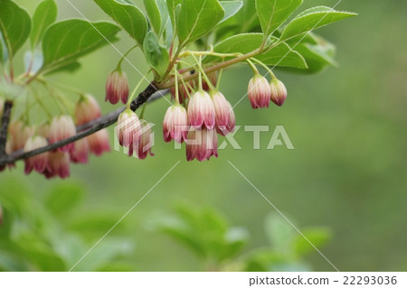 Salad thunderbird Salad thunderbird 22293036