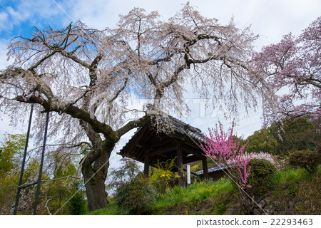 Drooping cherry tree 22293463