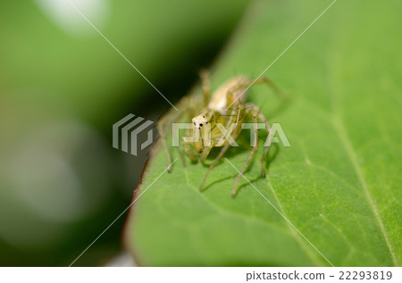 Spider fly fly Spider fly fly 22293819