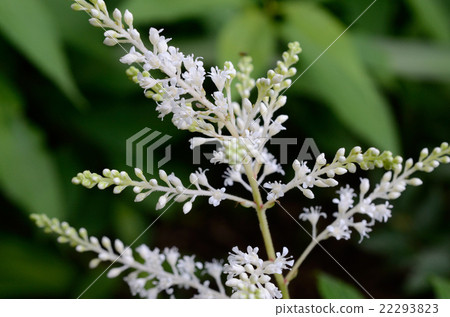 Akebono Shuma · Aragonose Flower Flower Akebono Shuma · Aragonose Flower Flower 22293823