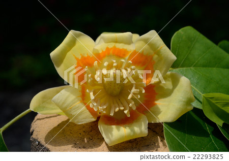 Yuri Tree Flower 22293825