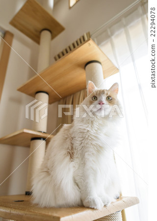 Cat sitting on the cat tower Cat sitting on the cat tower 22294078