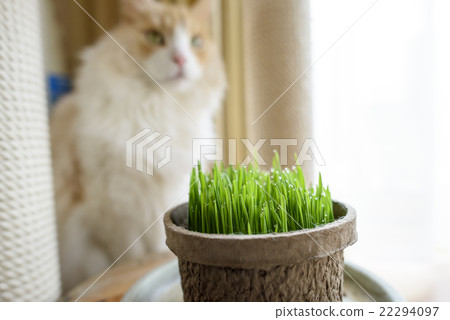 Cat grass and cat Cat grass and cat 22294097