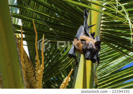 Indian flying fox, Greater Indian fruit bat  22294191
