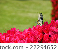 Azaleas and swallowtail butterflies 22294652