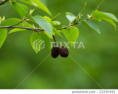Yashabushi growing naturally in early summer forest Yashabushi growing naturally in early summer forest 22295493